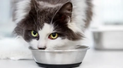 Cum să vă îngrijiți pisica după sterilizare?